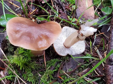 Butter Collybia