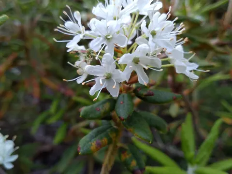 Grönländische Alpenrose
