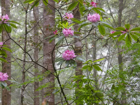 Großblättriger Rhododendron (Rhododendron macrophyllum)