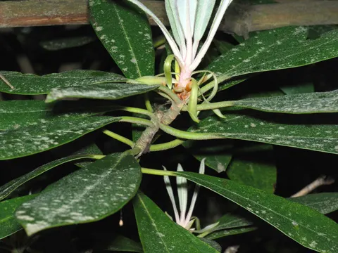 Rhododendron (Rhododendron maximum)