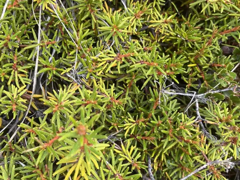 Sumpf-Porst (Rhododendron tomentosum)
