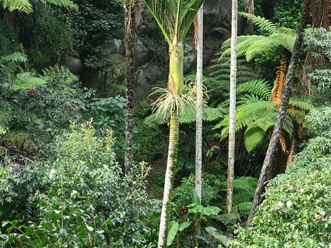 Rhopalostylis sapida