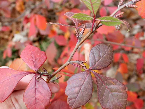 Aromatischer Essigbaum