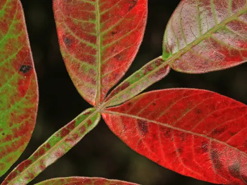 Geflügelter Essigbaum (Rhus copallinum)