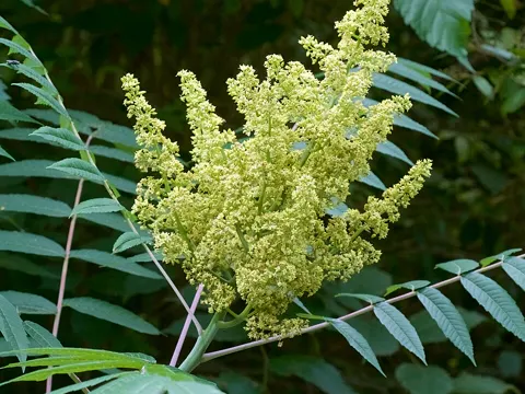 Flaumige Essigbeere