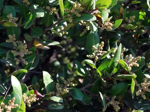 Rhus integrifolia (Rhus integrifolia)
