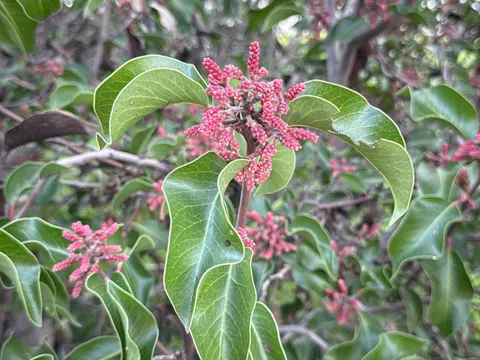 Rhus ovata