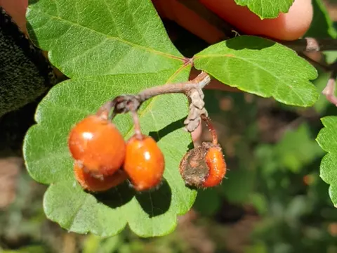 Drei-Blättriger Sumach