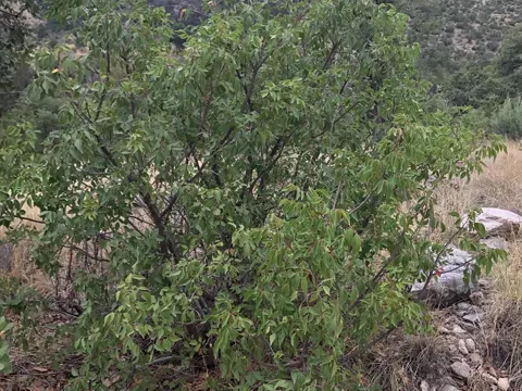 Immergrüne Sumache (Rhus virens)