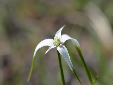 White Beaksedge (Rhynchospora colorata)