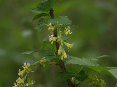 Kanadische Johannisbeere (Ribes americanum)