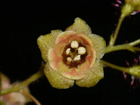 See-Johannisbeere (Ribes lacustre)
