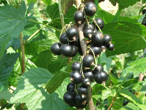 Schwarze Johannisbeere (Ribes nigrum)