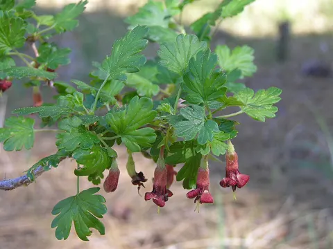 Sierra Gooseberry (Ribes roezlii)