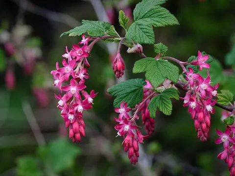 Red Currant