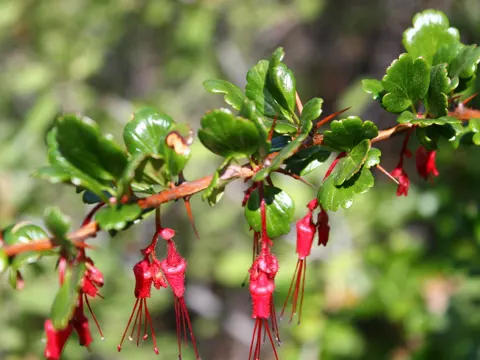Ribes speciosum (Ribes speciosum)