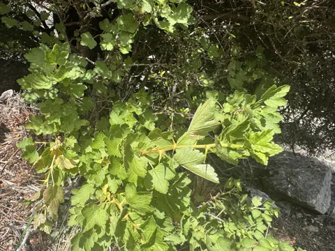 Stachelbeere (Ribes uva-crispa)