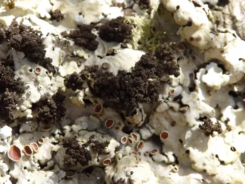 Ricasolia amplissima (Ricasolia amplissima)