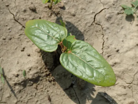 Rizinus (Ricinus communis)