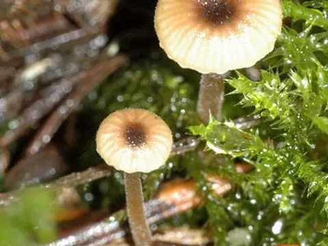 Collared Mosscap (Rickenella swartzii)