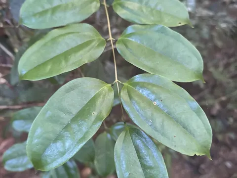 White Supplejack