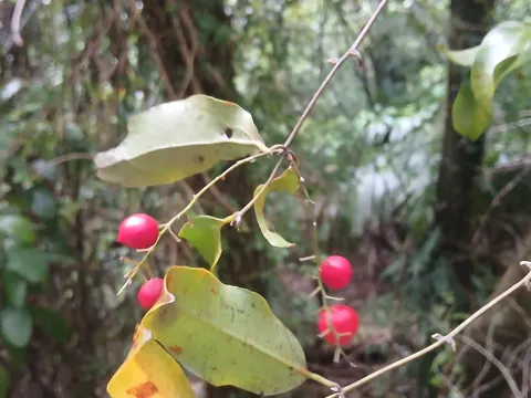 Ripogonum scandens