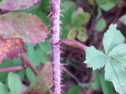 Stachel-Rose