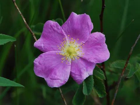 Prärierose