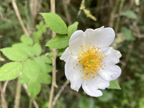 Kriechende Rose (Rosa arvensis)
