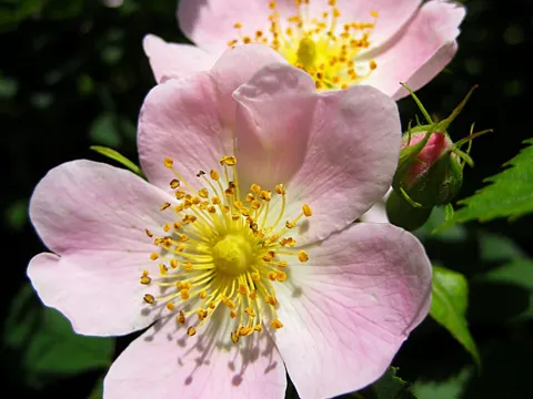 Wild Rose (Rosehip)