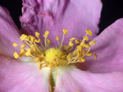 Carolina-Rose (Rosa carolina)