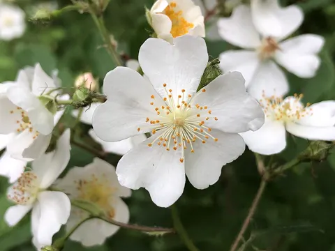 Multiflora Rose