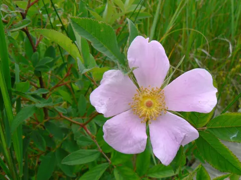 Glanz-Rose (Rosa virginiana)
