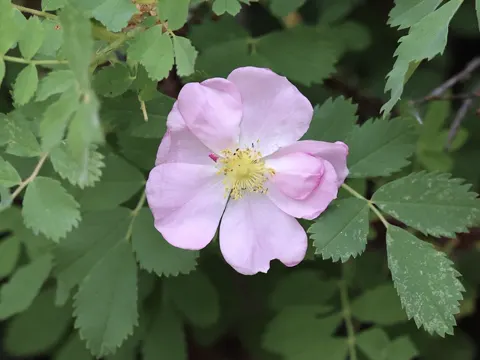 Woods-Rose