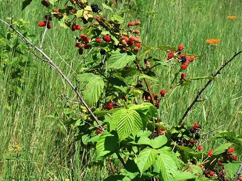 Brombeere