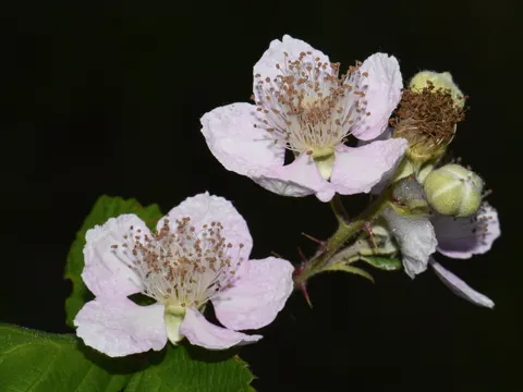 Armenische Brombeere
