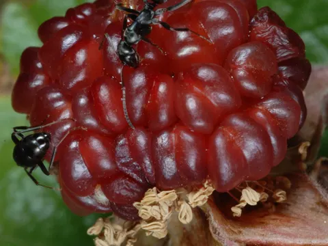 Felsengebirgs-Himbeere (Rubus deliciosus)