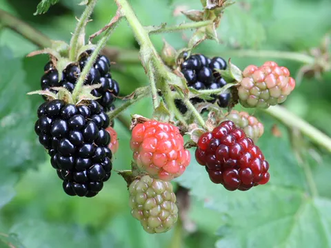 Blackberry