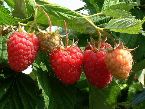 Himbeere