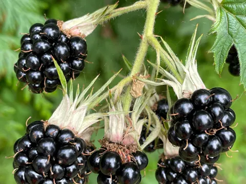 Schlitzblättrige Brombeere