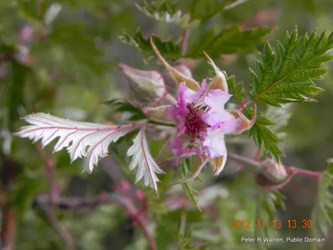 Brombeere (Rubus ludwigii)