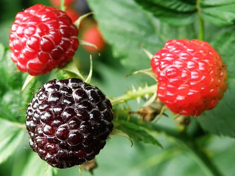 Schwarze Himbeere