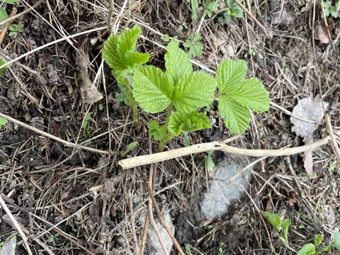 Stone Bramble (Rubus saxatilis)