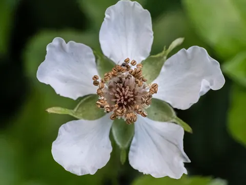 Rubus trivialis