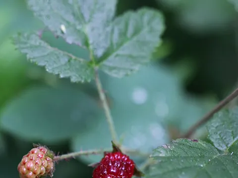 Westliche Brombeere