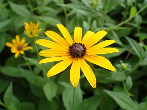 Black-eyed Susan (Rudbeckia hirta)