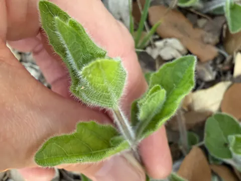 Ruellia humilis
