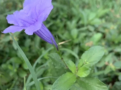 Ruellia tuberosa (Ruellia tuberosa)