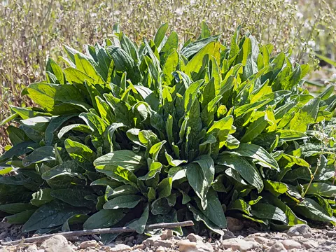 Sorrel