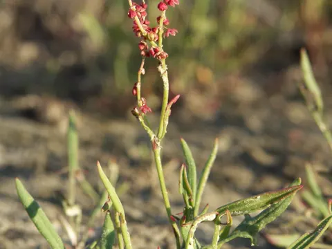 Sheep Sorrel